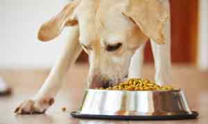 GST Registration for Pet Products