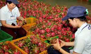 FSSAI License Registration for Fruits Exporters